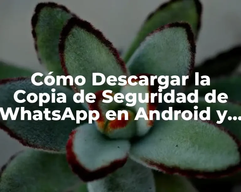 Cómo Descargar la Copia de Seguridad de WhatsApp en Android y iPhone