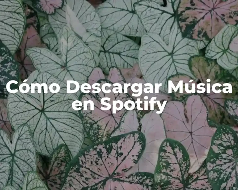 Cómo Descargar Música en Spotify