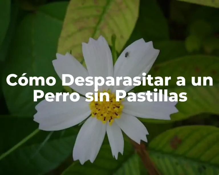 Cómo Desparasitar a un Perro sin Pastillas