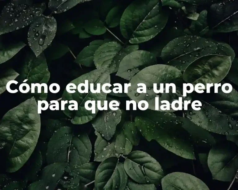Cómo educar a un perro para que no ladre