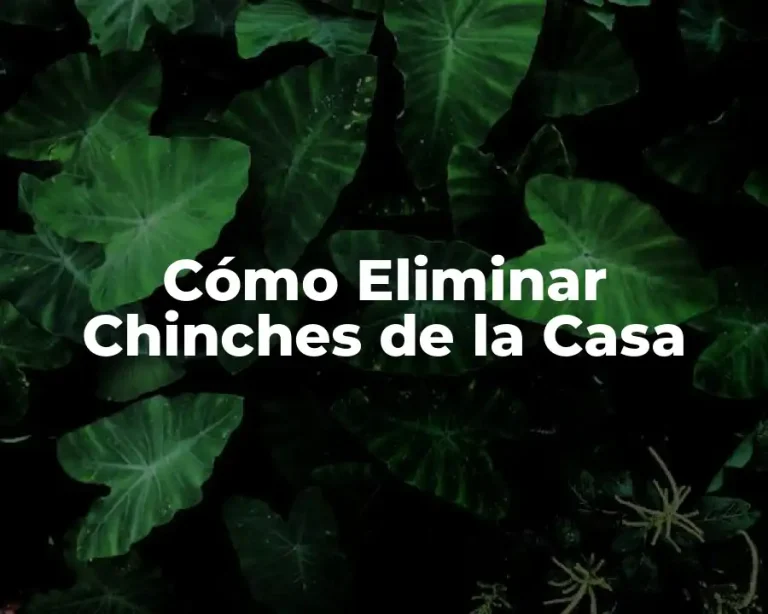 Cómo Eliminar Chinches de la Casa