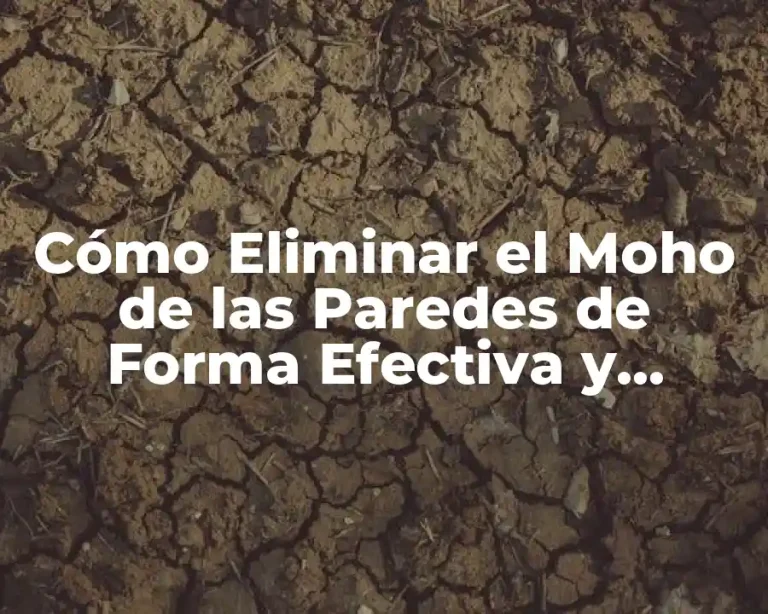 Cómo Eliminar el Moho de las Paredes de Forma Efectiva y Segura