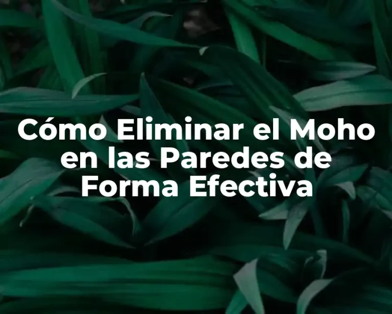 Cómo Eliminar el Moho en las Paredes de Forma Efectiva