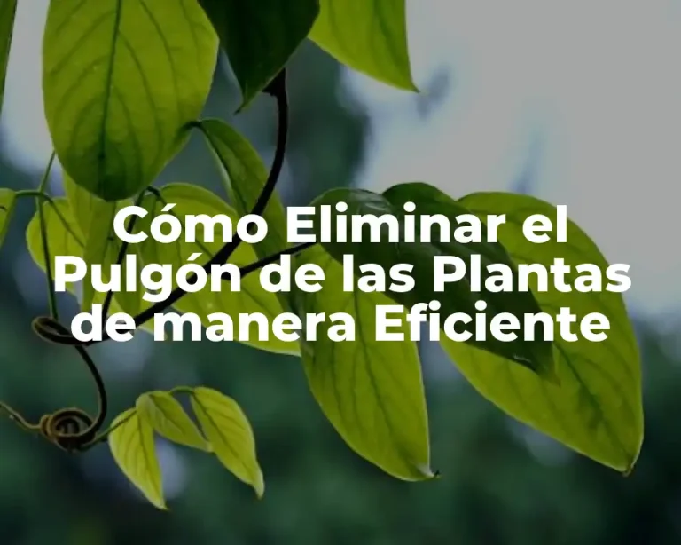 Cómo Eliminar el Pulgón de las Plantas de manera Eficiente
