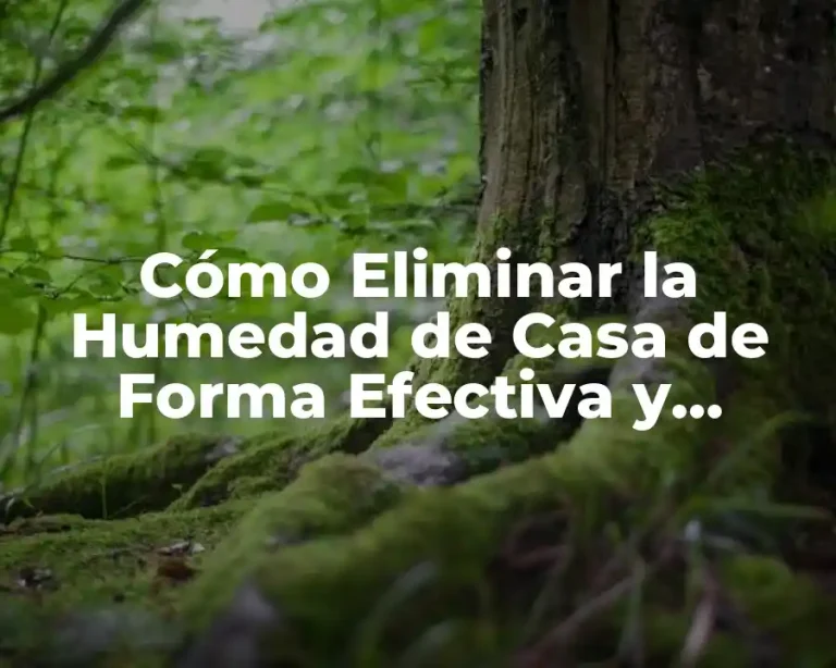 Cómo Eliminar la Humedad de Casa de Forma Efectiva y Permanente