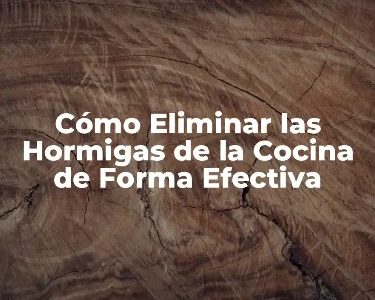 Cómo Eliminar las Hormigas de la Cocina de Forma Efectiva