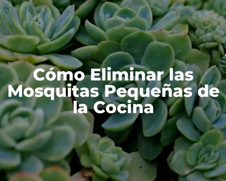 Cómo Eliminar las Mosquitas Pequeñas de la Cocina