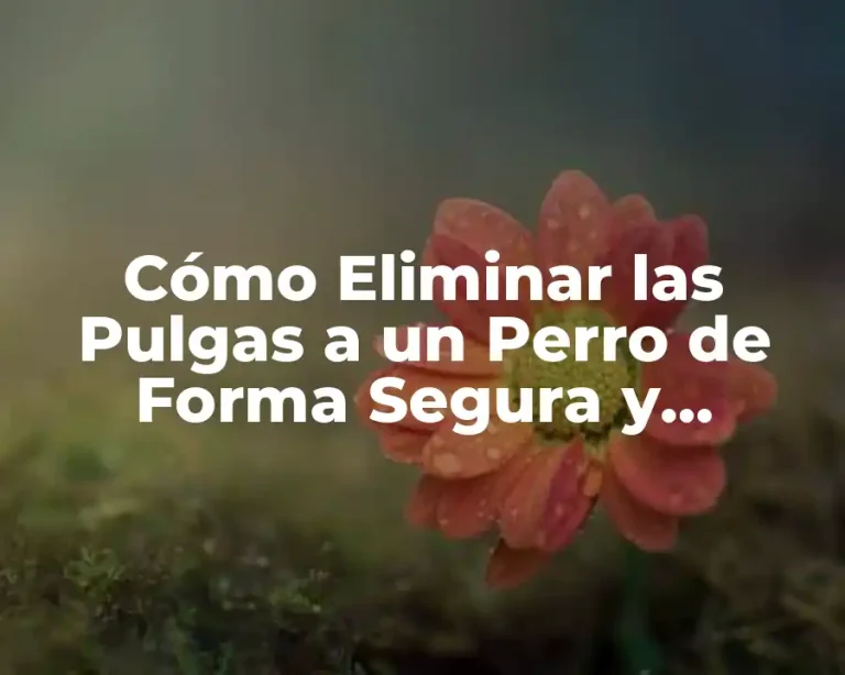 Cómo Eliminar las Pulgas a un Perro de Forma Segura y Efectiva