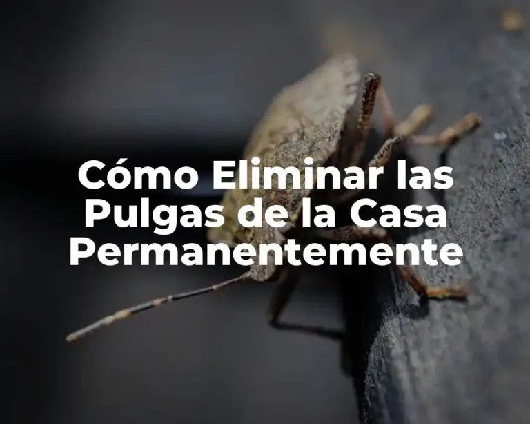 Cómo Eliminar las Pulgas de la Casa Permanentemente