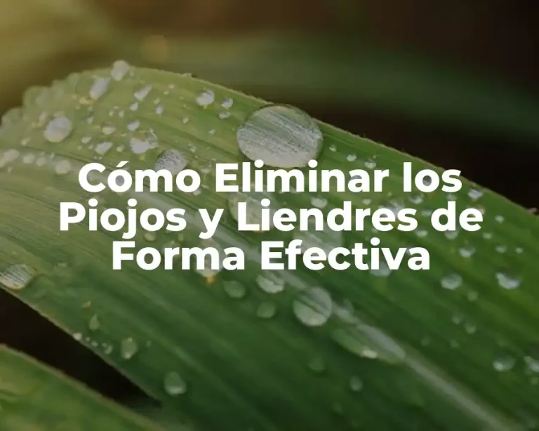 Cómo Eliminar los Piojos y Liendres de Forma Efectiva