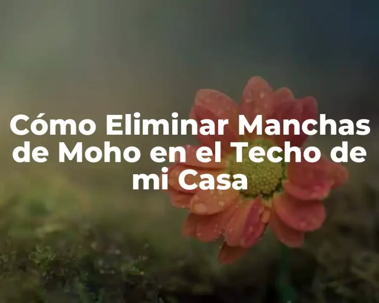 Cómo Eliminar Manchas de Moho en el Techo de mi Casa