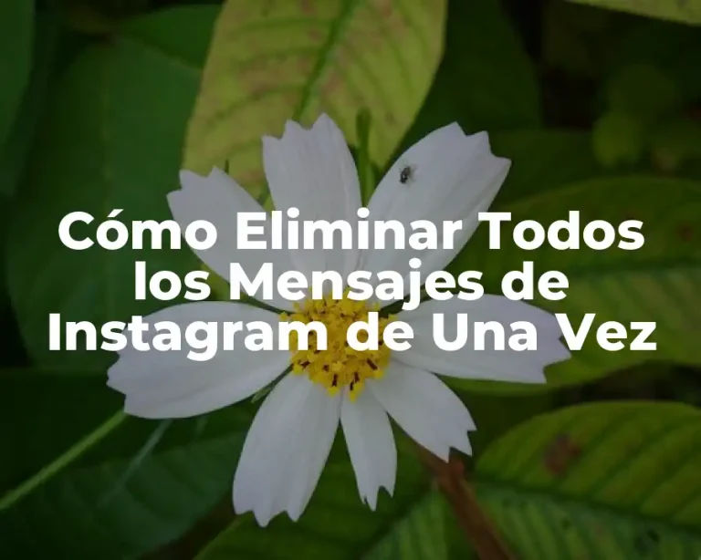 Cómo Eliminar Todos los Mensajes de Instagram de Una Vez