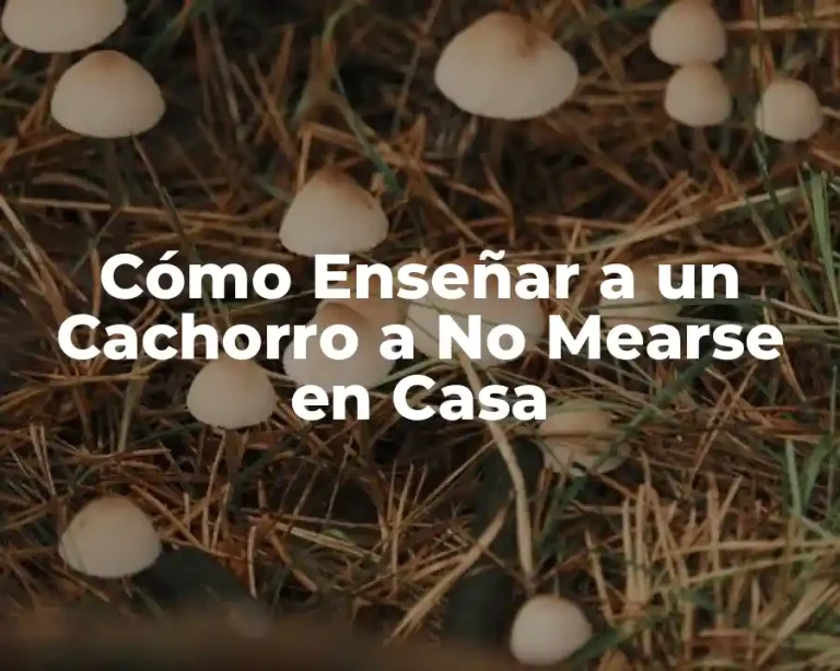 Cómo Enseñar a un Cachorro a No Mearse en Casa