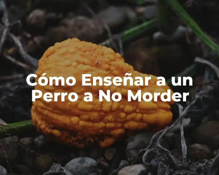 Cómo Enseñar a un Perro a No Morder