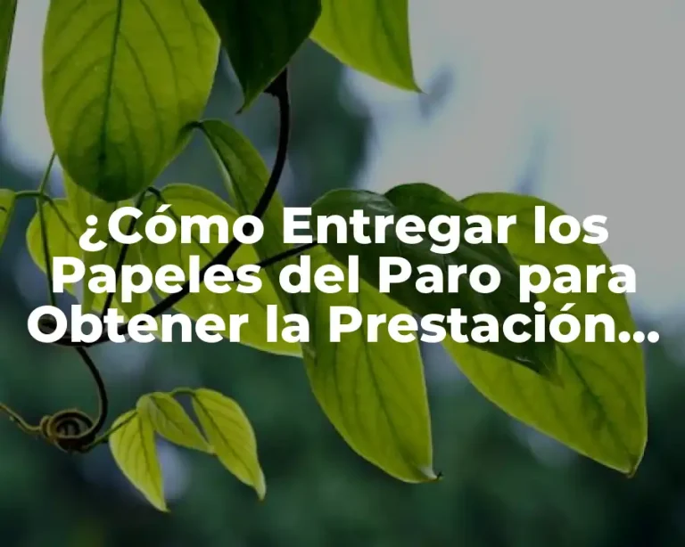 ¿Cómo Entregar los Papeles del Paro para Obtener la Prestación por Desempleo?