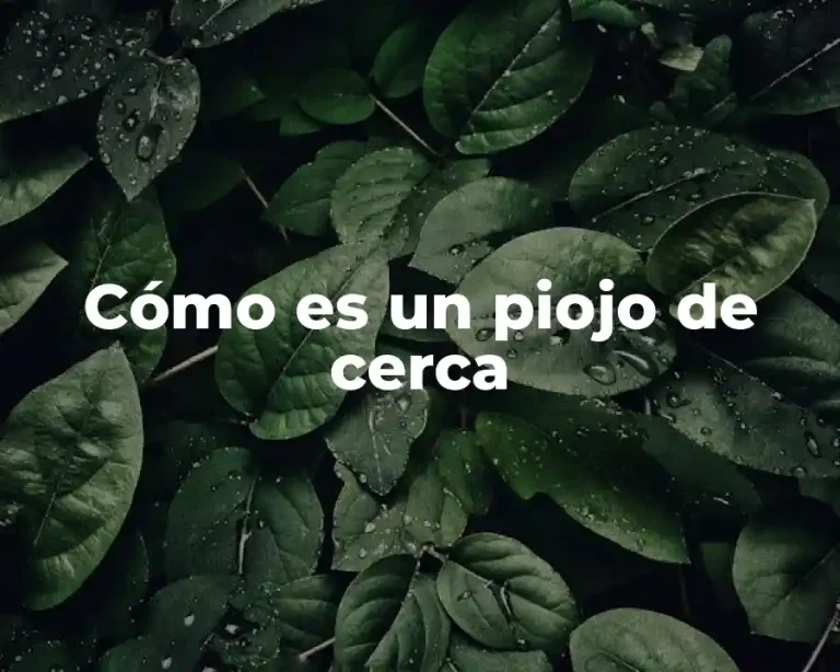 Cómo es un piojo de cerca