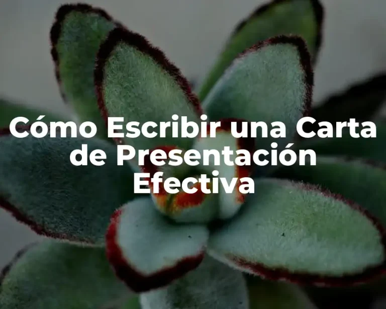 Cómo Escribir una Carta de Presentación Efectiva