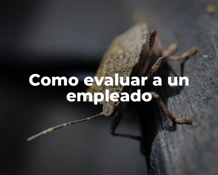 Como evaluar a un empleado