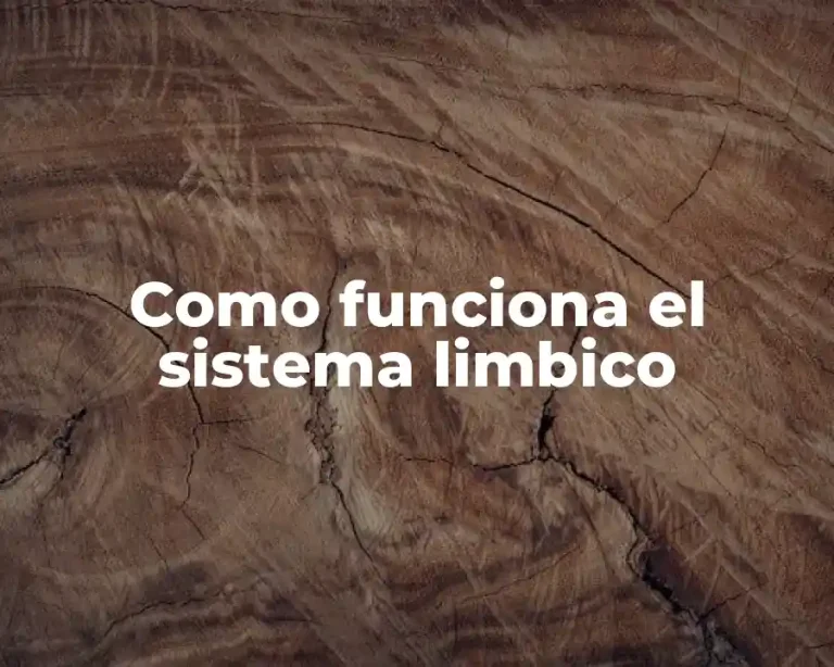 Como funciona el sistema limbico