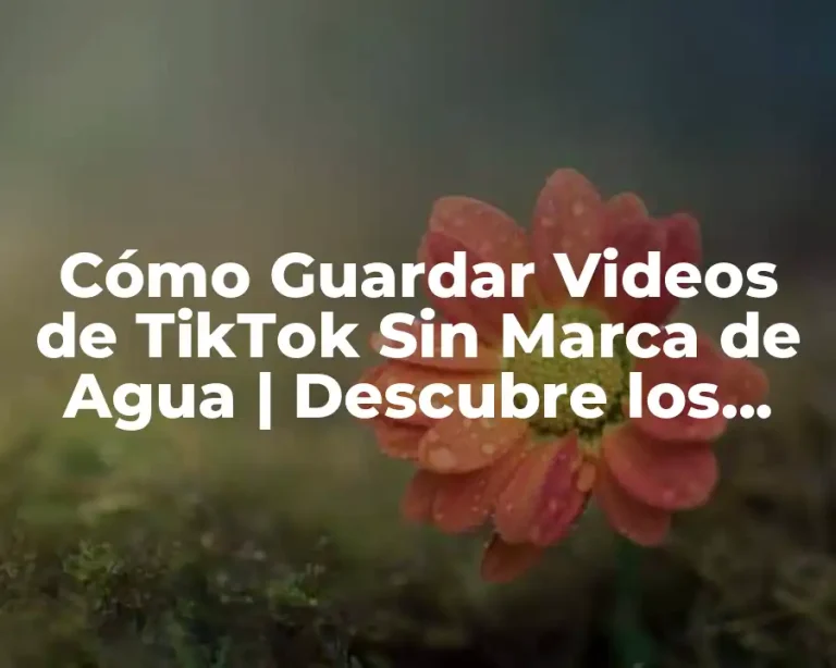 Cómo Guardar Videos de TikTok Sin Marca de Agua | Descubre los Mejores Métodos