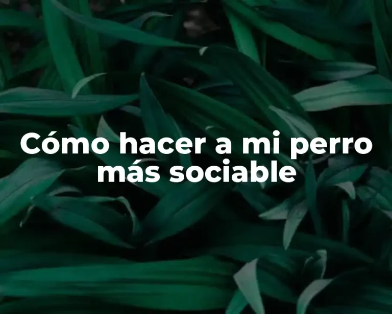 Cómo hacer a mi perro más sociable