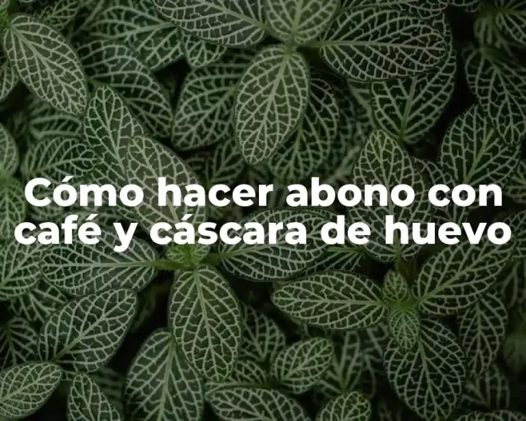 Cómo hacer abono con café y cáscara de huevo
