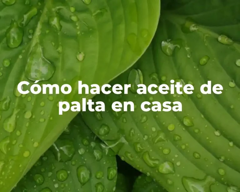 Cómo hacer aceite de palta en casa