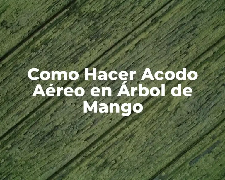 Como Hacer Acodo Aéreo en Árbol de Mango