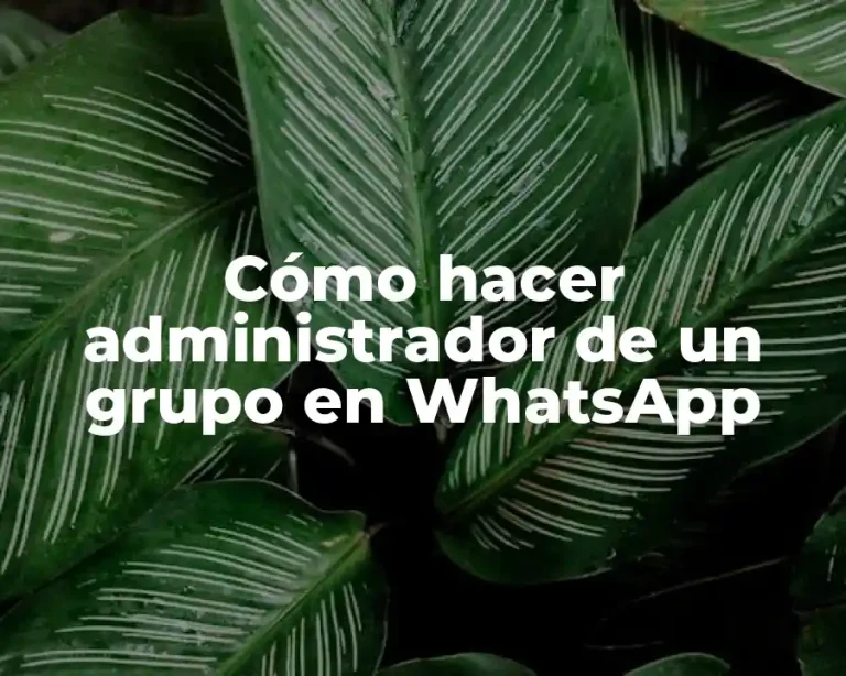 Cómo hacer administrador de un grupo en WhatsApp