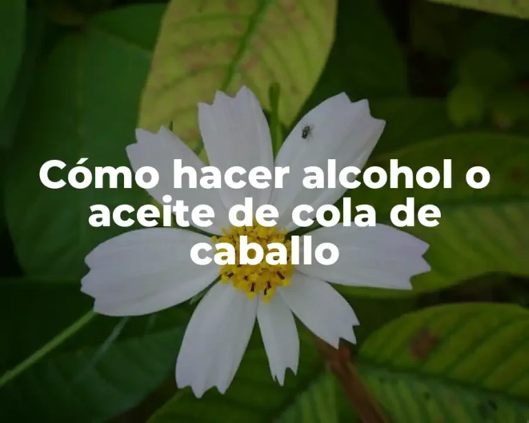 Cómo hacer alcohol o aceite de cola de caballo