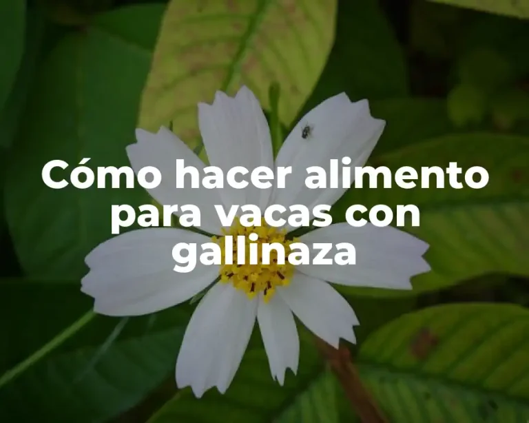 Cómo hacer alimento para vacas con gallinaza
