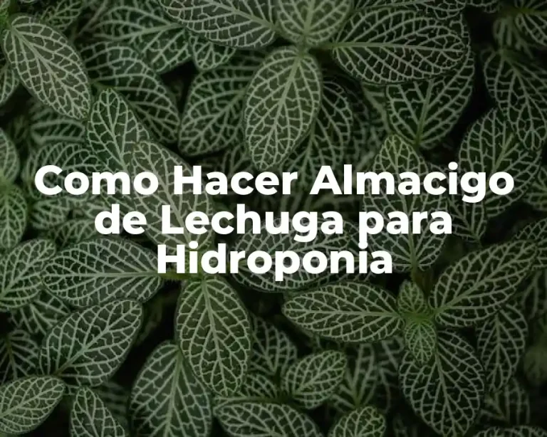 Como Hacer Almacigo de Lechuga para Hidroponia