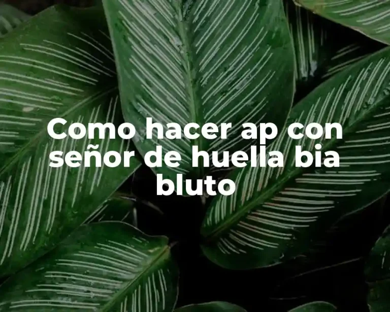 Como hacer ap con señor de huella bia bluto