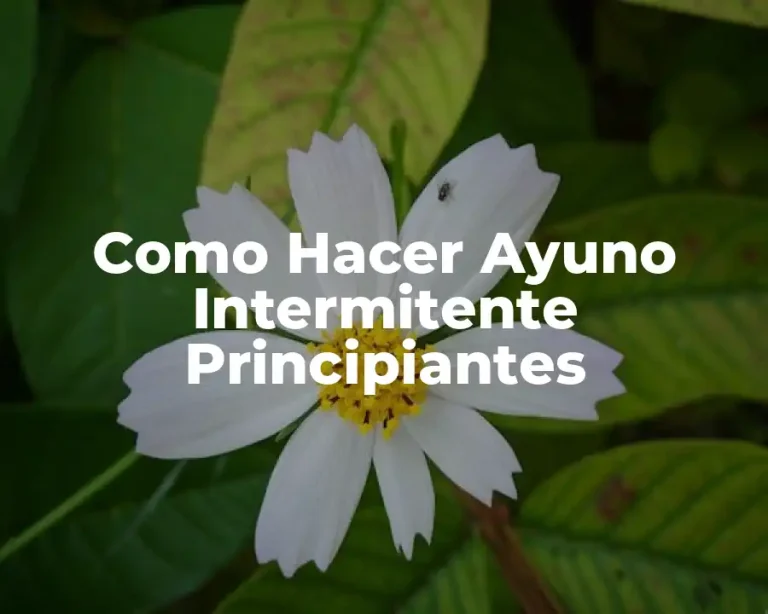 Como Hacer Ayuno Intermitente Principiantes