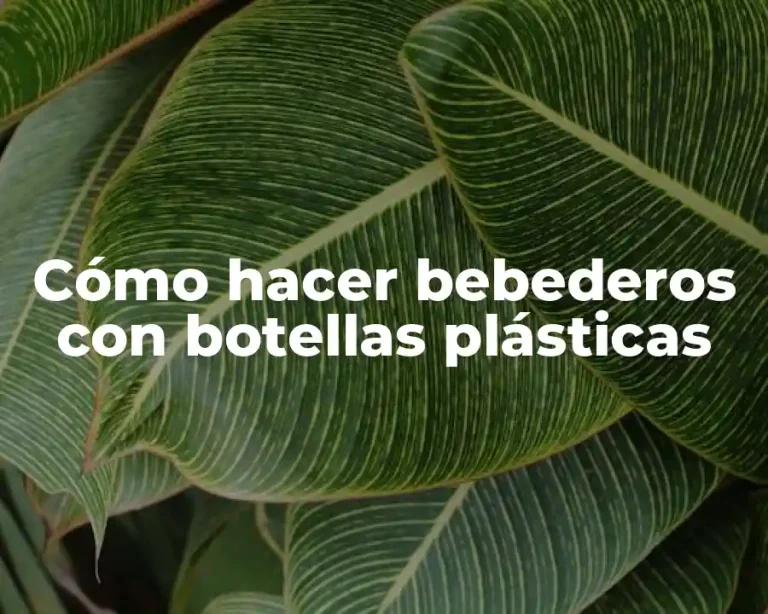 Cómo hacer bebederos con botellas plásticas