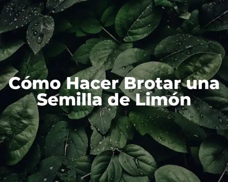Cómo Hacer Brotar una Semilla de Limón