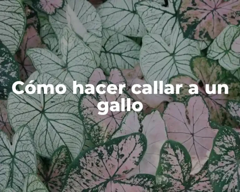 Cómo hacer callar a un gallo