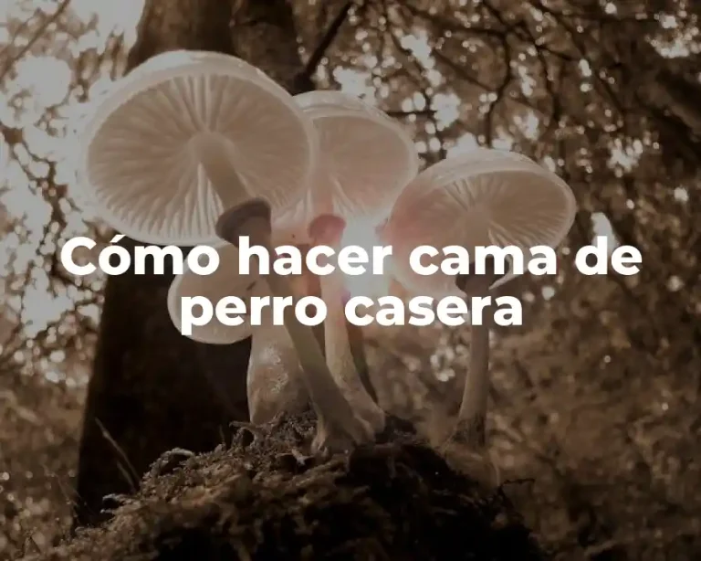 Cómo hacer cama de perro casera