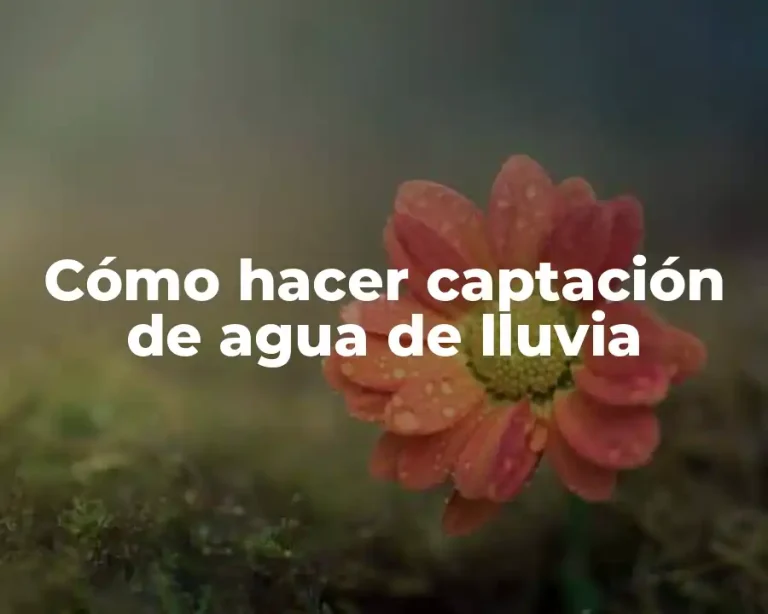 Cómo hacer captación de agua de lluvia
