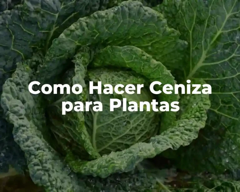 Como Hacer Ceniza para Plantas