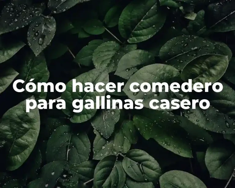 Cómo hacer comedero para gallinas casero