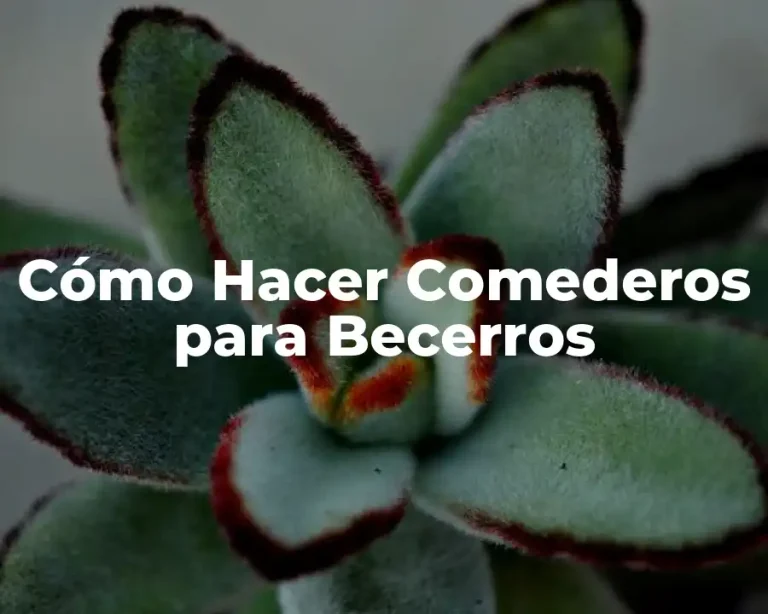 Cómo Hacer Comederos para Becerros