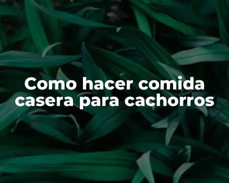 Como hacer comida casera para cachorros