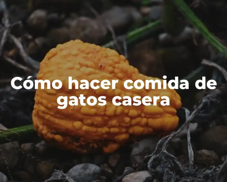 Cómo hacer comida de gatos casera