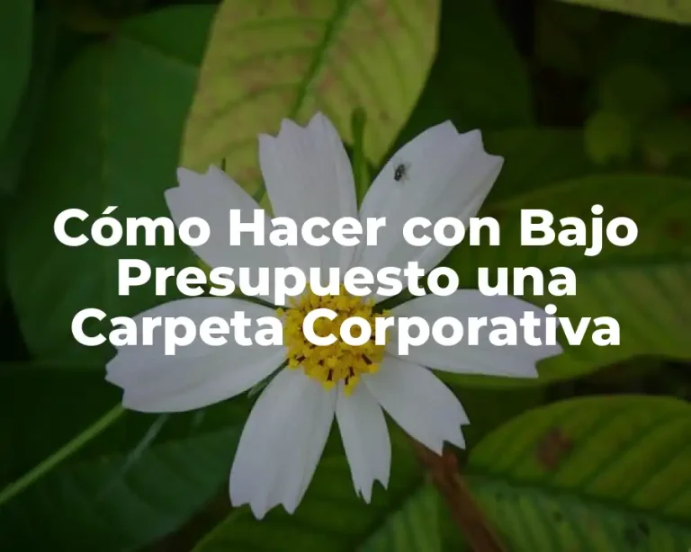 Cómo Hacer con Bajo Presupuesto una Carpeta Corporativa