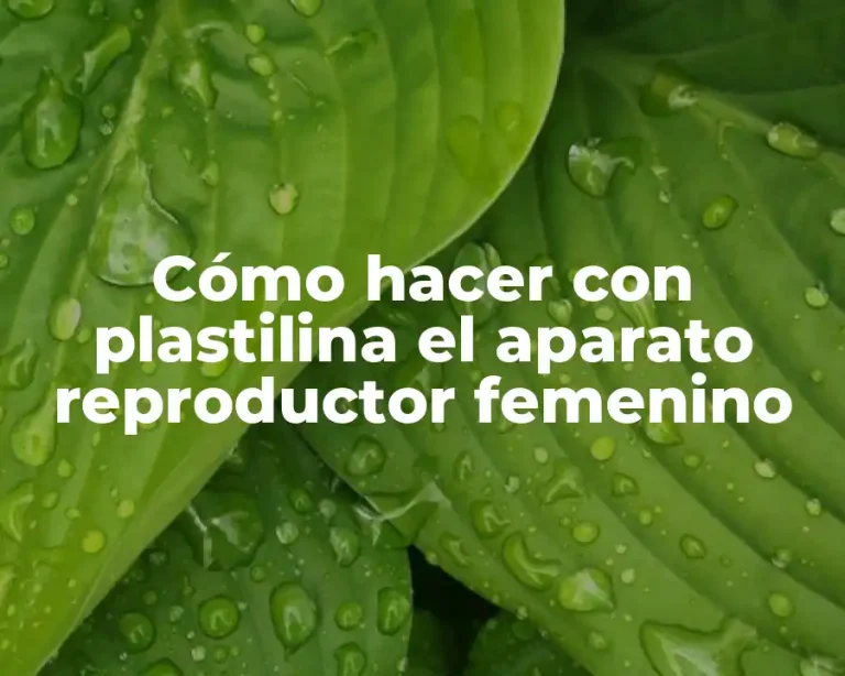 Cómo hacer con plastilina el aparato reproductor femenino