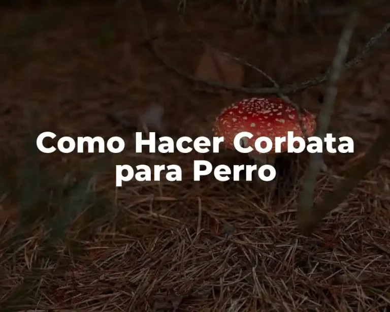 Como Hacer Corbata para Perro