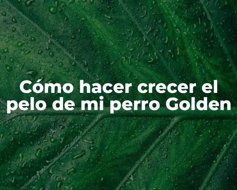 Cómo hacer crecer el pelo de mi perro Golden