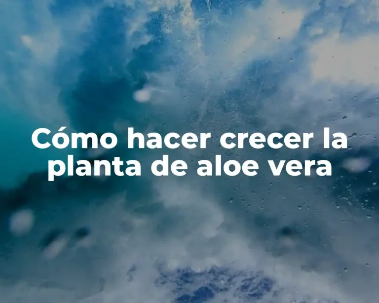 Cómo hacer crecer la planta de aloe vera