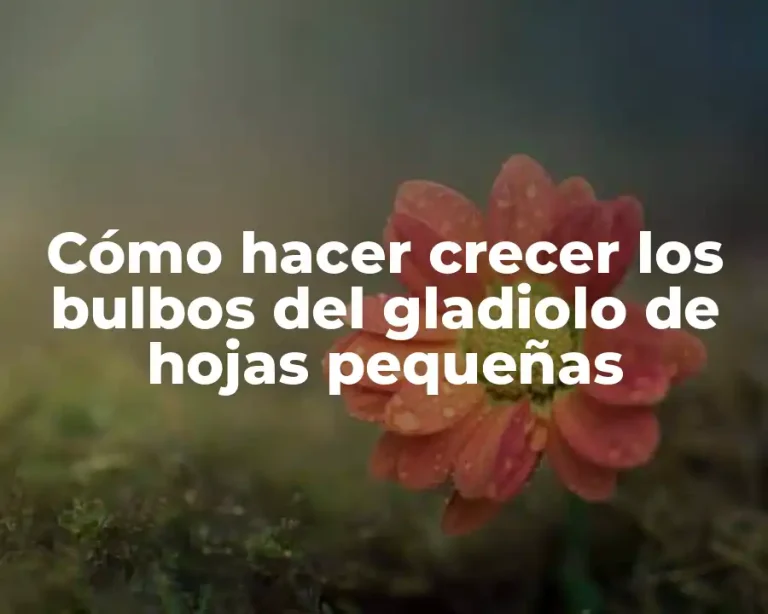 Cómo hacer crecer los bulbos del gladiolo de hojas pequeñas